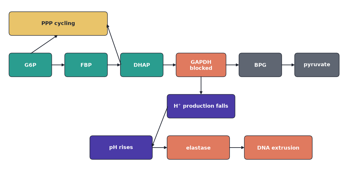 Boxes for G6P, FBP, DHAP, blocked GAPDH, BPG, pyruvate, PPP, falling H+, rising pH, elastase, and DNA extrusion, connected by arrows.