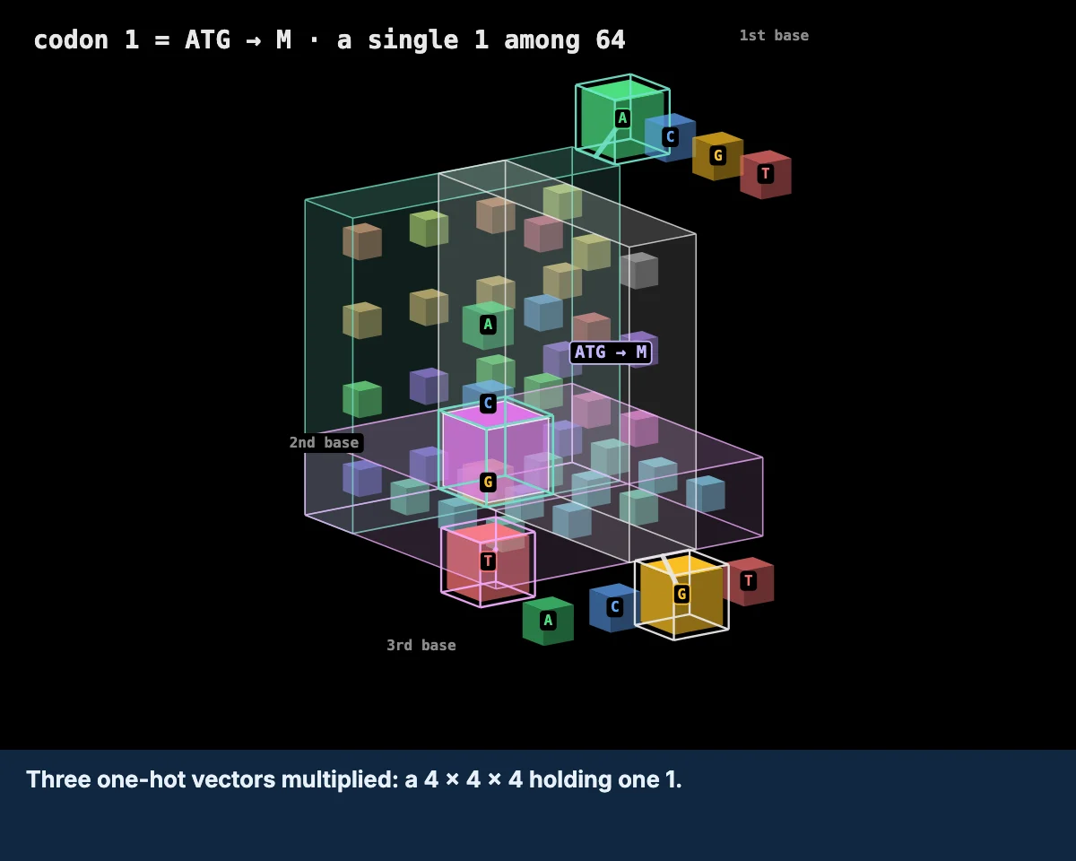 Open the widget: the genetic code as a 4 by 4 by 4 cube, each codon coloured by the residue it codes for