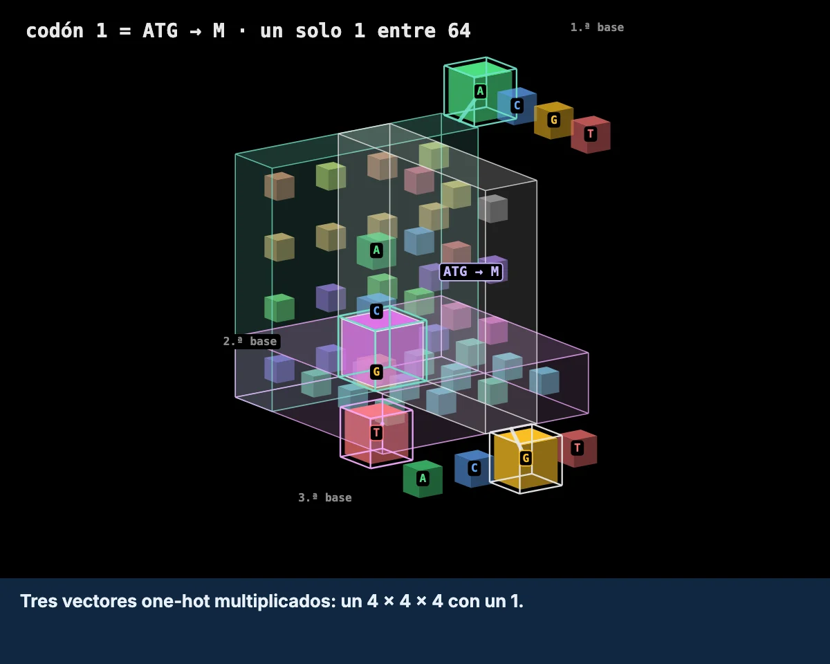 Abrir el widget: el código genético como un cubo de 4 por 4 por 4, con cada codón coloreado según el residuo que codifica