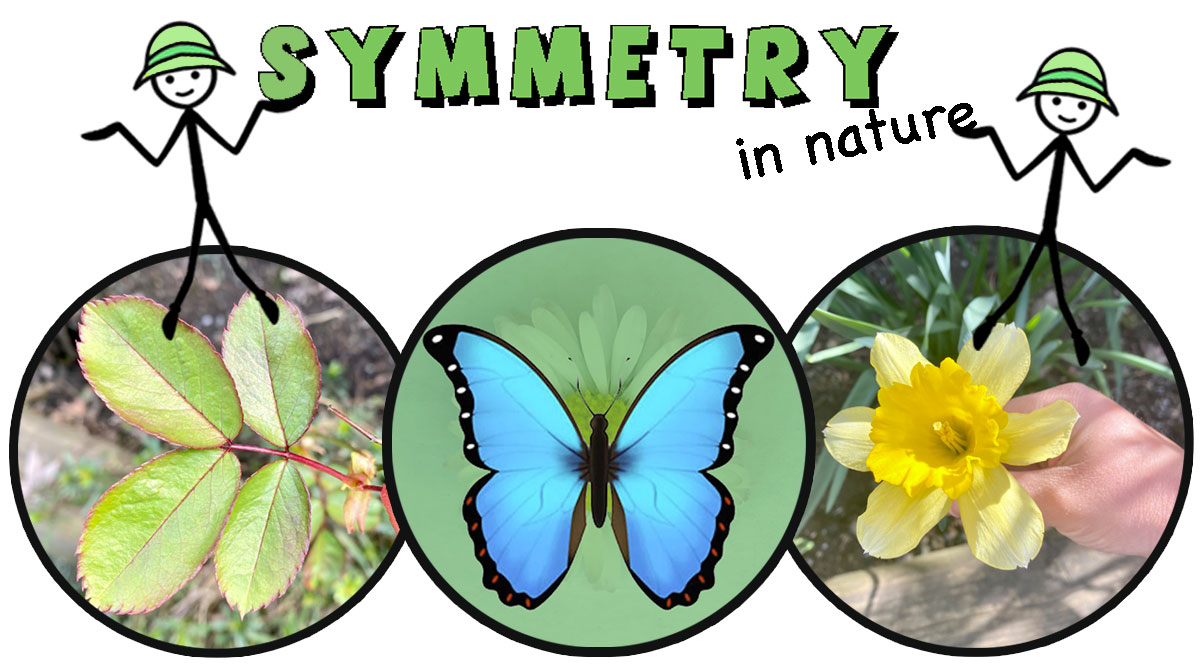 Symmetry in nature: a rose leaf, a blue morpho butterfly and a daffodil, each bilaterally symmetric